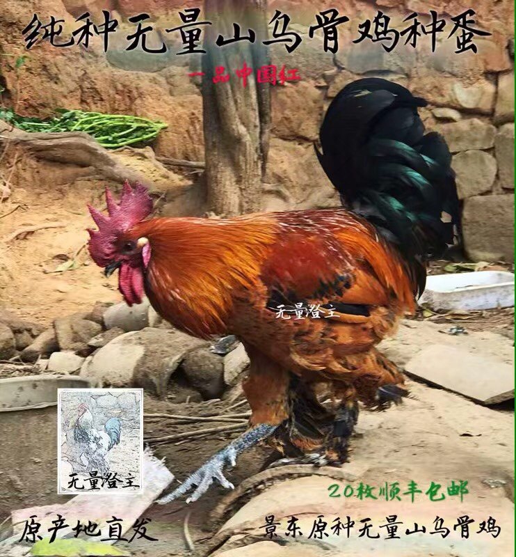 纯种云南无量山乌骨鸡种蛋大种毛脚鸡彝家哀牢山土鸡受精蛋可孵化