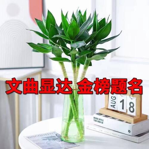 文昌竹富贵竹室内绿植带根好养