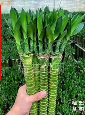 富贵竹文昌竹水养龙竹多头粗大带根易活桌面盆栽室内植物净化空气