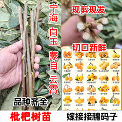 无核砂糖白玉白沙早钟大五星枇杷树嫁接枝条蒙自枇杷树苗接穗码子