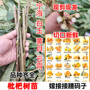 无核砂糖白玉白沙早钟大五星枇杷树嫁接枝条蒙自枇杷树苗接穗码子