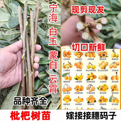 无核砂糖白玉白沙早钟大五星枇杷树嫁接枝条蒙自枇杷树苗接穗码子