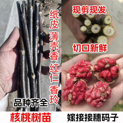 嫁接核桃码子枝条接穗当年结果