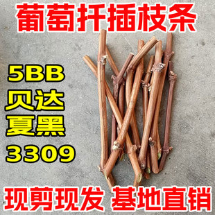 高抗性农家自留贝达3309夏黑5BB葡萄砧木枝条葡萄树苗扦插枝条diy