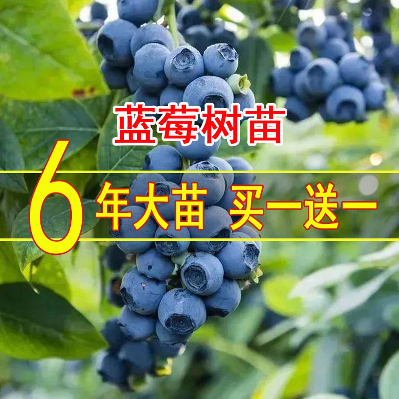 落叶香甜好吃蓝莓树苗经济效益高
