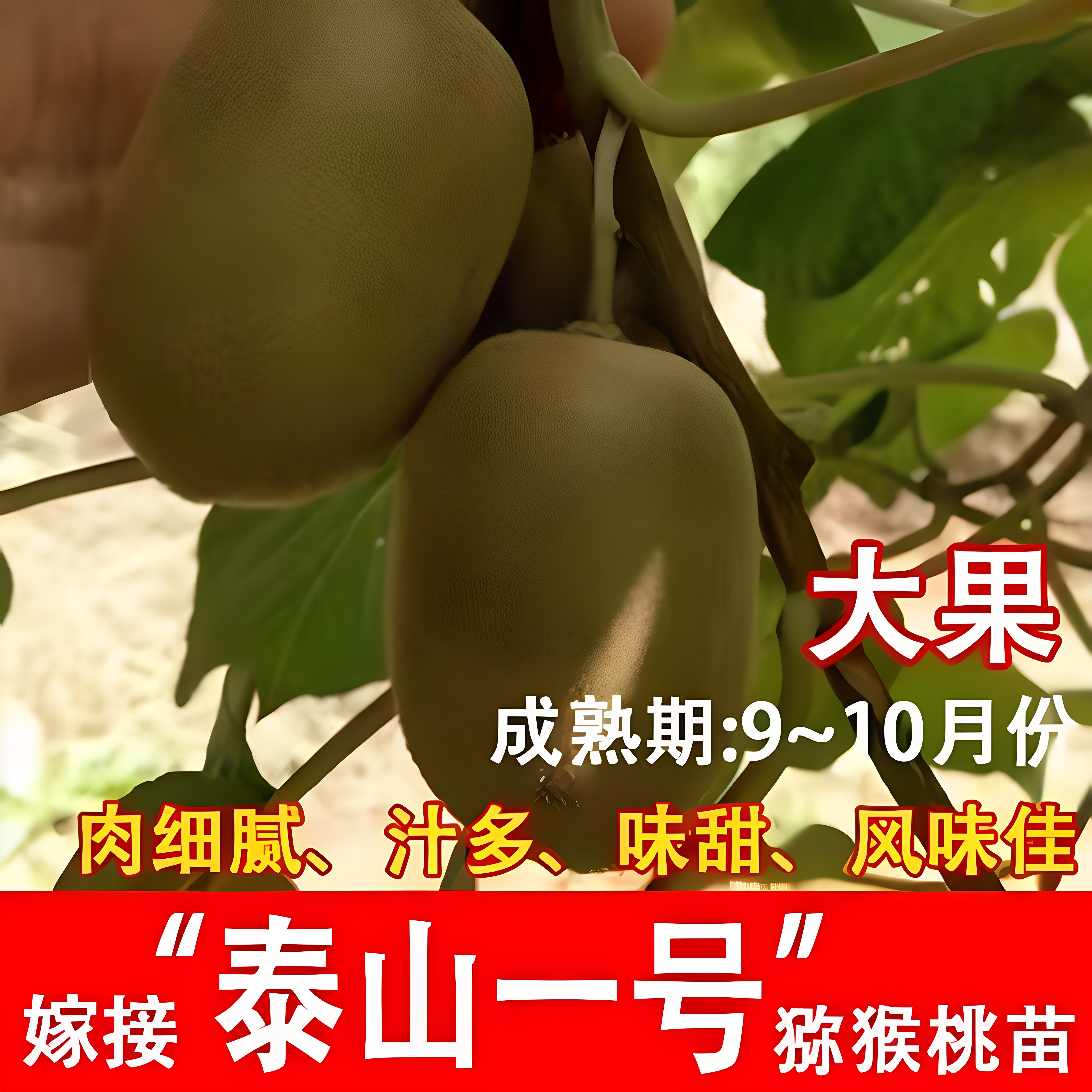 嫁接泰山一号猕猴桃树苗当年结果