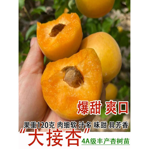 特大嫁接香白大接杏树苗当年结果