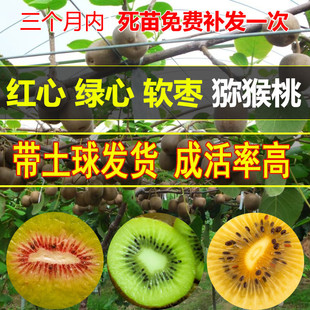 嫁接猕猴桃树果苗徐香红心红肉猕猴桃苗南北方庭院种植水果苗果树