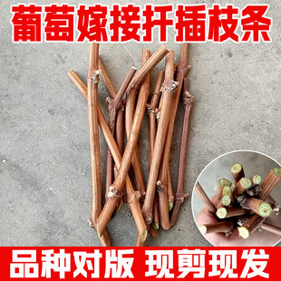 果树苗美国甜蜜蓝宝石葡萄树苗嫁接枝条巨峰阳光玫瑰葡萄扦插枝条
