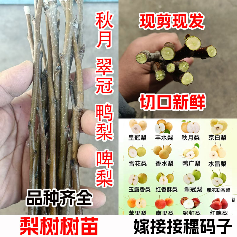 秋月梨砀山梨树嫁接枝条接穗码子