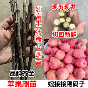 特大新品种晚熟烟台红富士国光鲁丽红肉苹果接穗嫁接苹果枝条码子