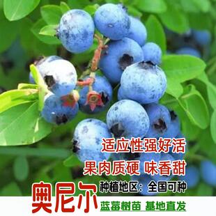 特大蓝莓树果苗盆栽地栽带果发货南北方种植奥尼尔蓝莓苗当年结果