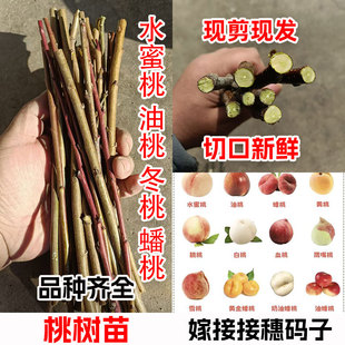新品种桃树嫁接枝条接穗桃树枝水蜜桃油桃蟠桃冬桃水蜜桃嫁接枝条