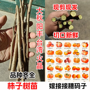 大火晶磨盘无核脆甜牛心柿日本罗田台湾柿子码子嫁接枝条柿子接穗