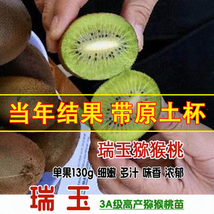 嫁接瑞玉猕猴桃树果苗绿心奇异果猕猴桃树苗南方北方盆栽地栽果树