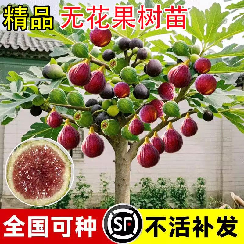 落叶香甜软糯无花果树苗当年结果