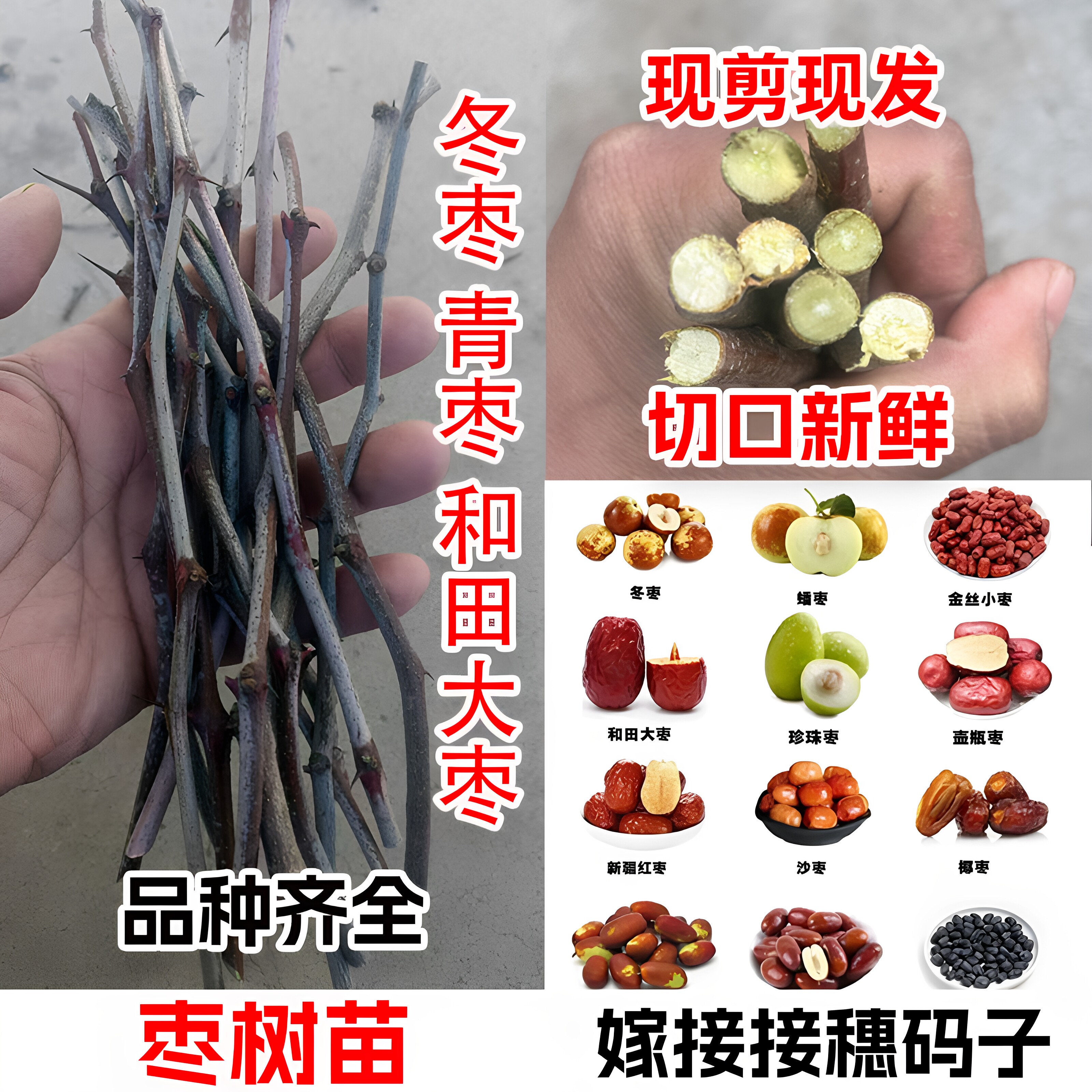 嫁接枣树接穗沾化大荔冬枣葫芦蟠枣马牙枣树冰糖枣子树苗接穗枝条