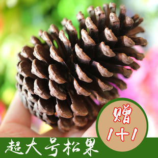 天然松球大松果森林果子摆设艺术拍照道具拍摄装饰摆件松果活动价