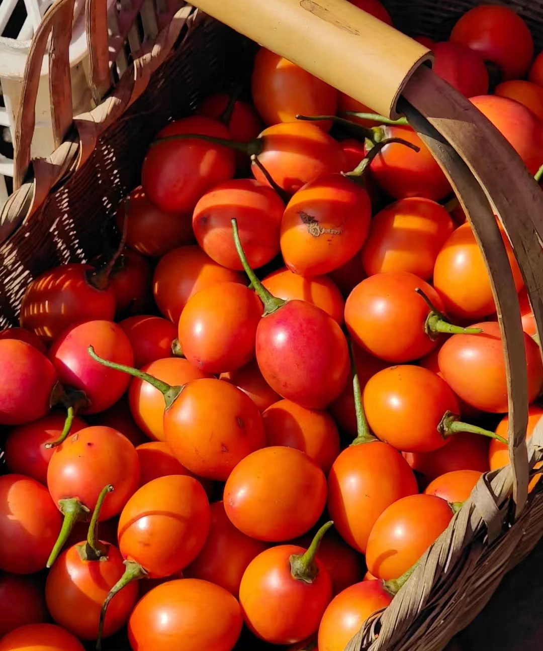 新鲜树番茄中大果500g云南鸡蛋果洋酸茄木本番茄大树杨酸茄蔬菜
