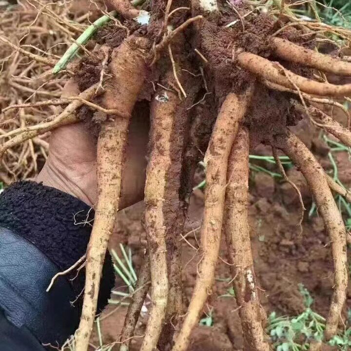 云南特产新鲜甜当归西归芹根整根散装独角归煲汤食材蔬菜药材500g