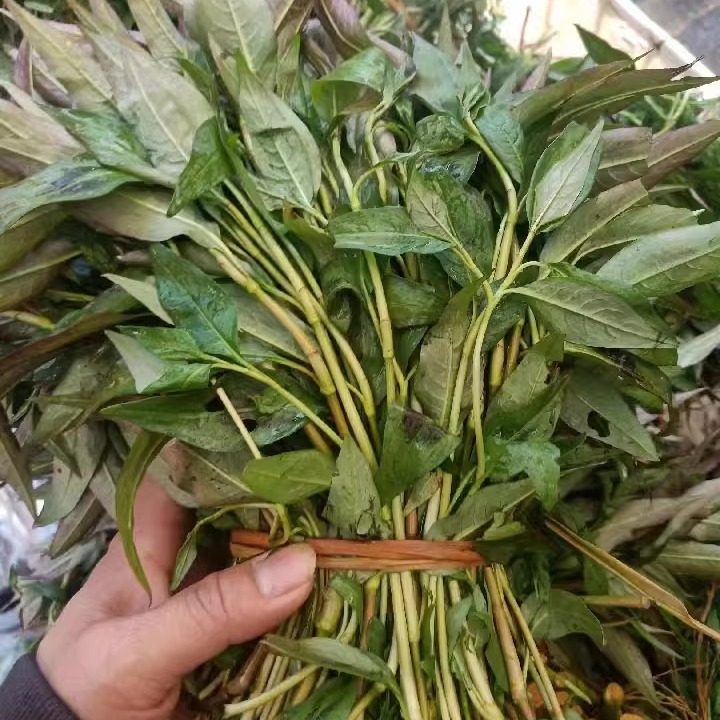 香辣柳云南德宏野菜500g 新鲜香柳菜香料香菜煮鱼火锅去腥提味