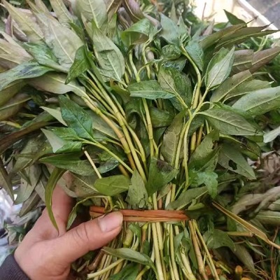 香辣柳云南德宏野菜500g 新鲜香柳菜香料香菜煮鱼火锅去腥提味