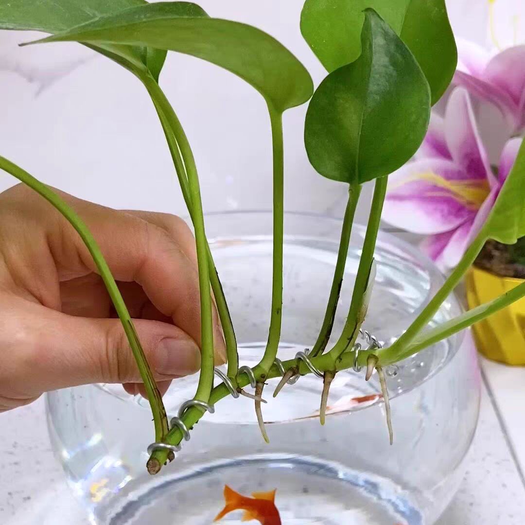 定型条软铝丝线不生锈包胶铝丝鱼缸园艺花草造景固定水培吊兰地瓜,鲜花速递/花卉仿真/绿植园艺,其它园艺用品,淘宝优惠券,粉丝福利购,淘宝优惠卷