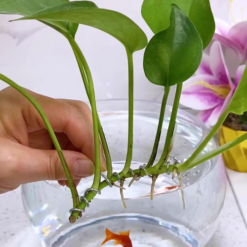 定型条软铝丝线不生锈包胶铝丝鱼缸园艺花草造景固定水培吊兰地瓜