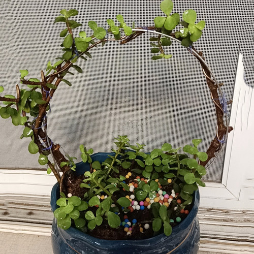 金枝玉叶定型diy园艺造型用铝丝软铝线盆景制作整形蟠扎盘扎枝条