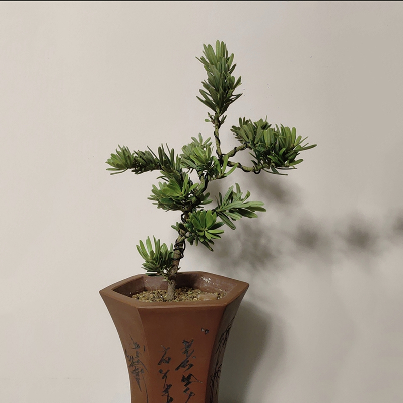 罗汉松定型盆景造型专用铝丝铝线蟠扎园艺花卉植物黑铝条丝线工具