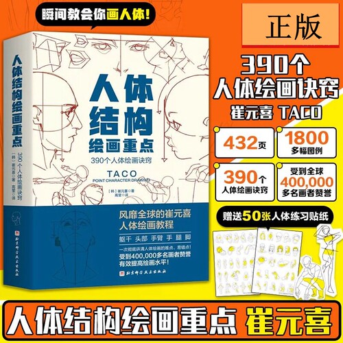 人体结构绘画重点崔元喜