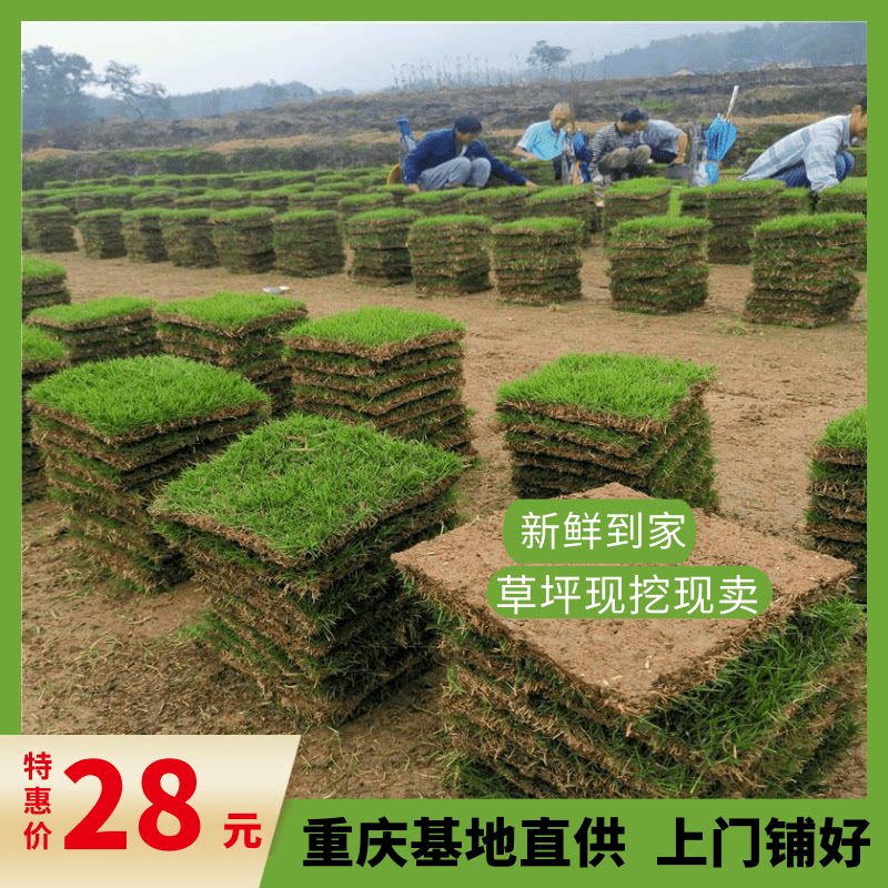 重庆同城草皮花园真草坪果岭草四季青庭院绿化带土马尼拉草坪易活