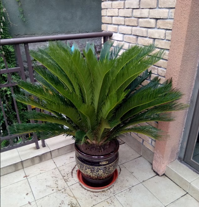 重庆同城花卉大铁树植物盆栽阳台花园别墅大门观叶绿植庭院盆景