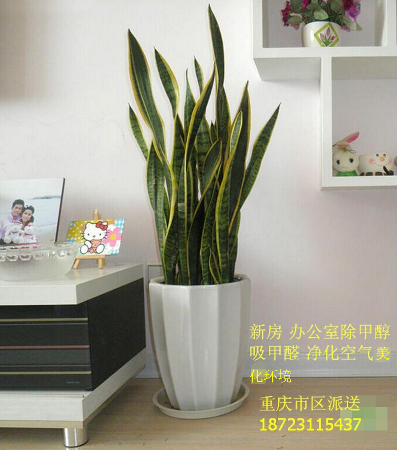 虎皮兰虎尾兰盆栽办公室桌面植物室内除甲醛净化空气盆景重庆花卉在类目 鲜花速递/花卉仿真/绿植园艺, 花卉/绿植盆栽（新）, 绿植中 - 来自Buy2taobao.com提供专业的淘宝代购服务