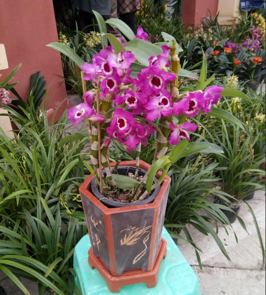 生石花桌面观花植物盆栽办公室客
