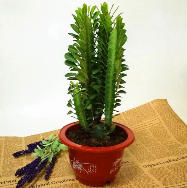 龙骨花多肉仙人掌盆栽室内办公室植物防辐射阳台客厅盆景重庆花卉