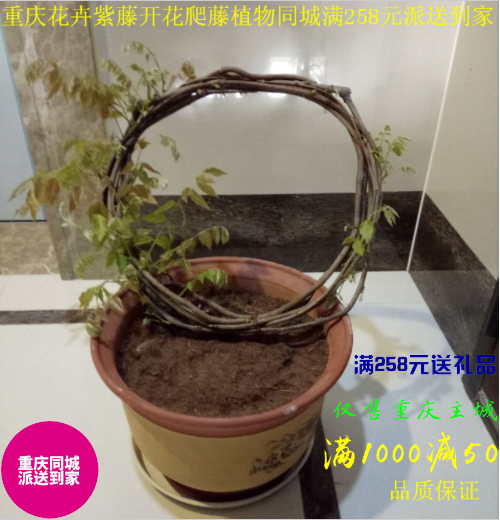 重庆花卉紫藤植物阳台花园爬藤盆栽庭院观花绿植蔓藤盆景同城派送