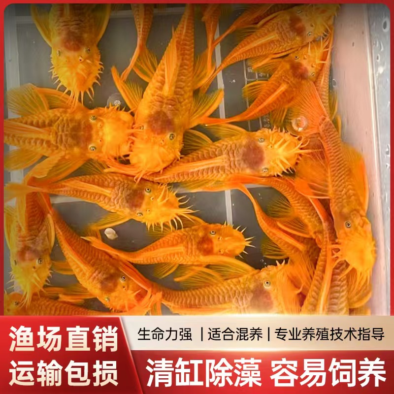 黄金胡子大帆种鱼热带观赏鱼除藻能手工具鱼淡水宠物观赏鱼