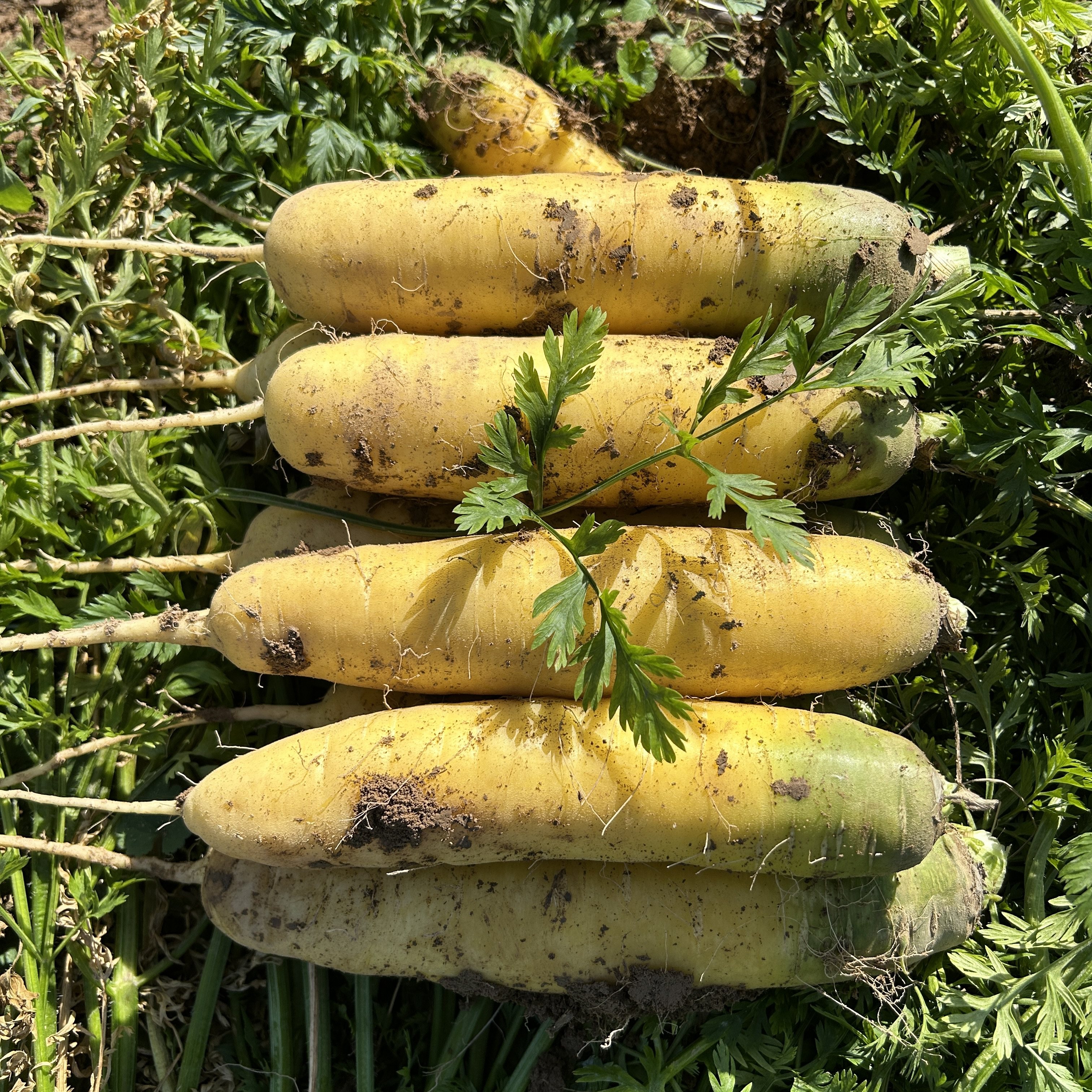 2025年新鲜现挖手抓饭新鲜黄胡萝卜山西临汾岭鲜黄心胡萝卜重9斤,水产肉类/新鲜蔬果/熟食,萝卜/胡萝卜,淘宝优惠券,粉丝福利购,淘宝优惠卷