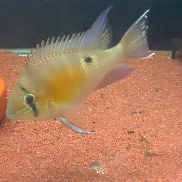 南美热带观赏鱼圣塔伦月亮宝石食土鲷鱼苗