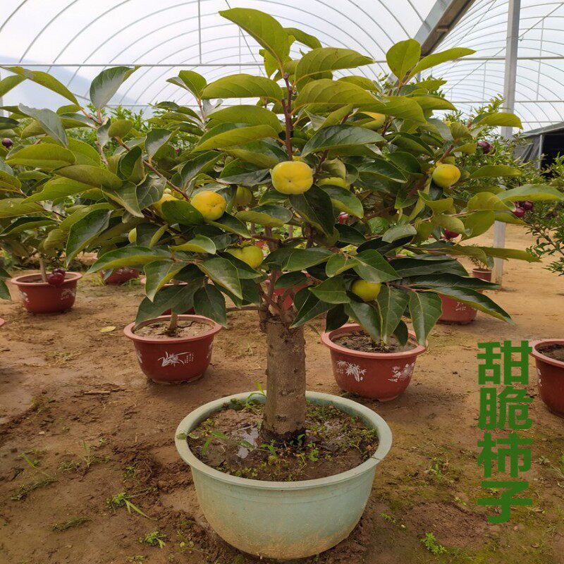 柿子树盆栽矮化果苗果树南北方老桩盆景带果庭院当年结果