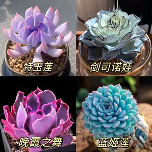多肉植物剑司诺娃特玉莲晚霞之舞蓝姬莲精美组合绿植盆栽防辐射