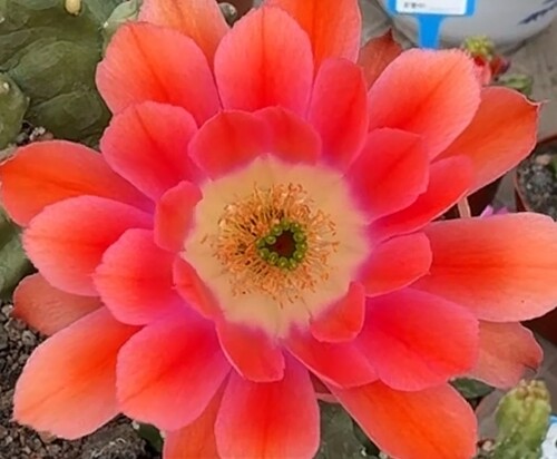新品水仙30元6个侧芽