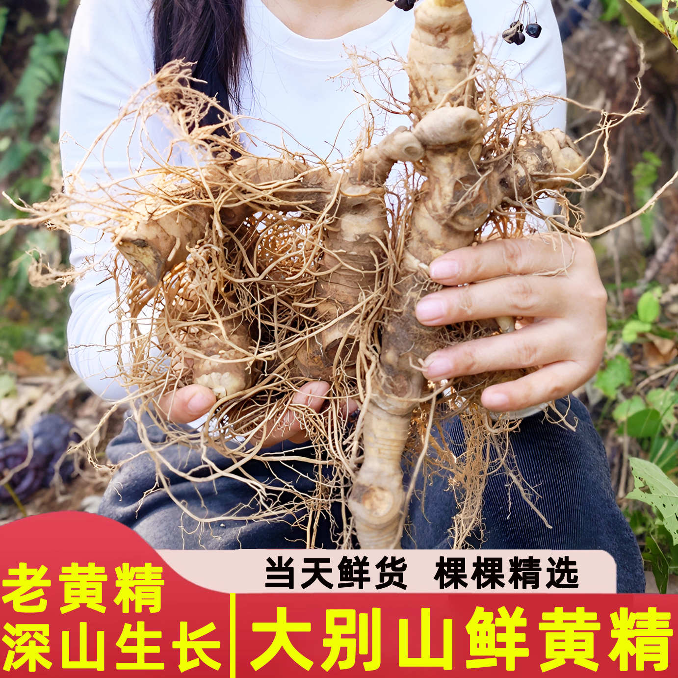 大别山新鲜黄精|多花黄精鸡头老虎姜形野黄精九蒸九晒生黄精九制