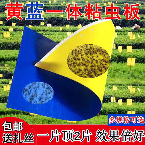 粘虫板双面特粘黄蓝一体诱虫板