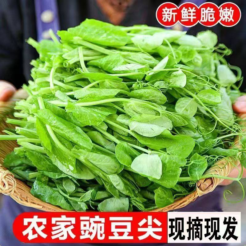 四川新鲜豌豆尖豌豆苗时令新鲜蔬菜现摘豌豆尖火锅食材/1/2/3/4斤