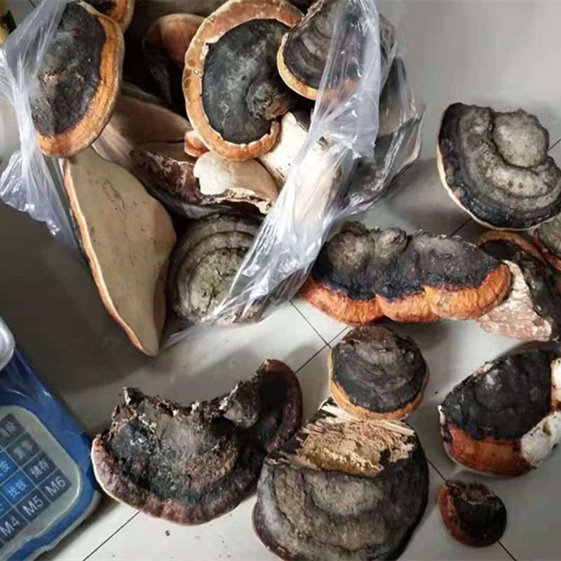 红缘层孔菌野生灵芝红缘灵芝无柄赤灵三件包邮小子山产品