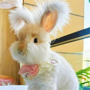 宠物兔活物彩色巨型安哥拉兔英系纯种长毛兔迷你温顺可爱宿舍宠物