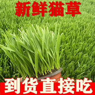 猫草猫草已长好即食盆栽猫零食已种好新鲜小麦草兔子龙猫荷兰猪