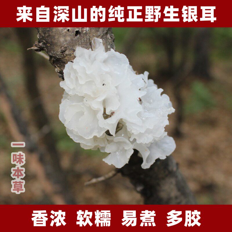 东北特产长白山野生银耳干货特级燕窝莲子羹养生粥食材纯野生银耳